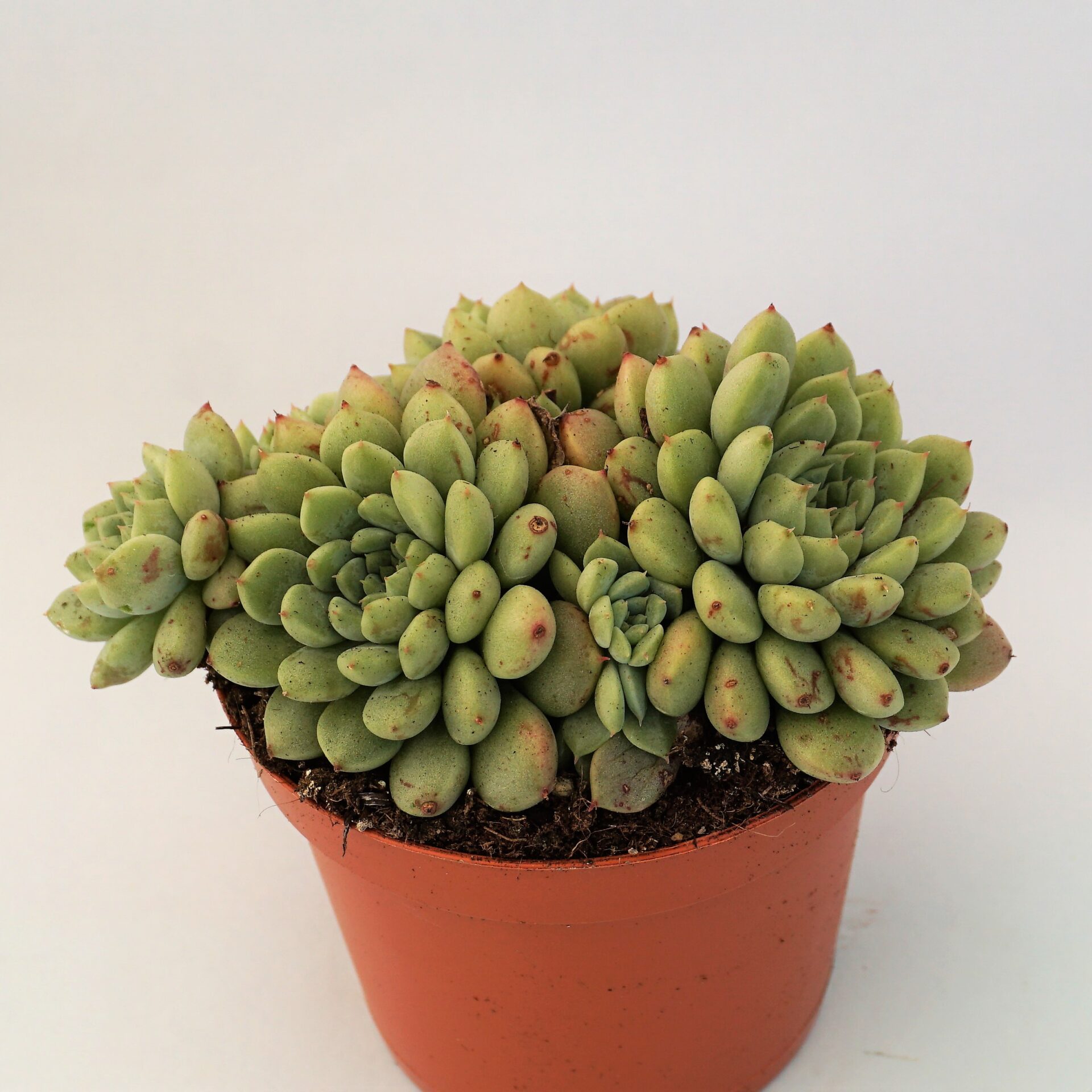 echeveria chrissy n ryan