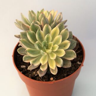 echeveria green emerald variegata