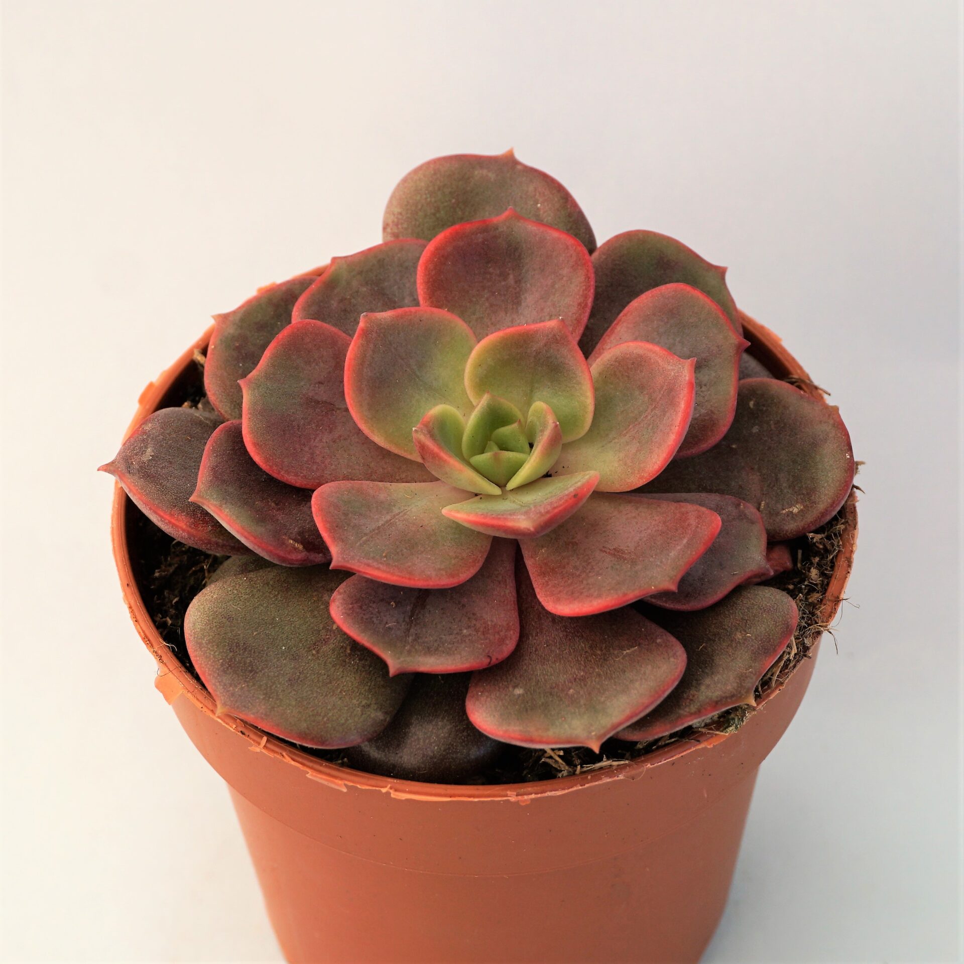 echeveria vampire red ball