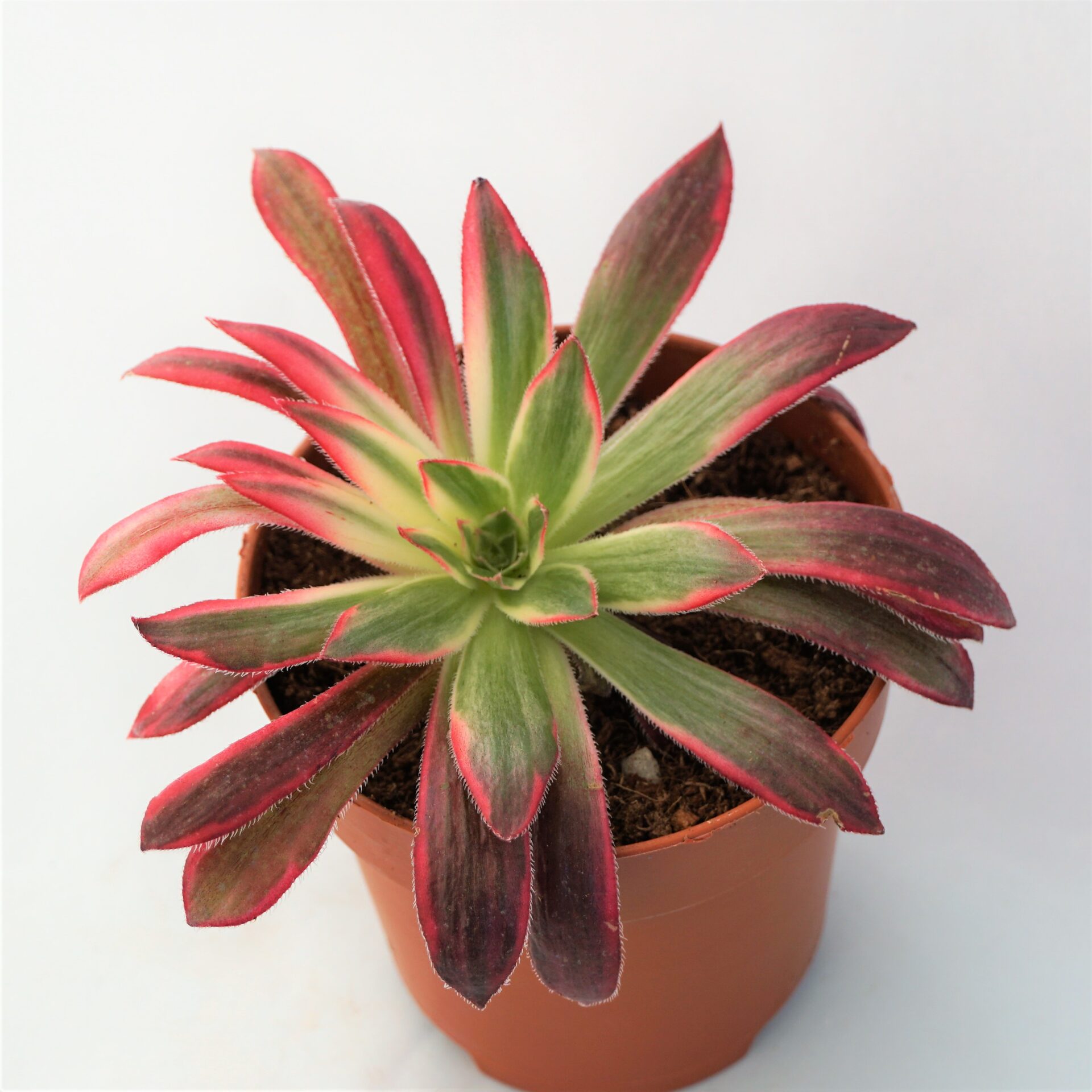 aeonium black magic variegata