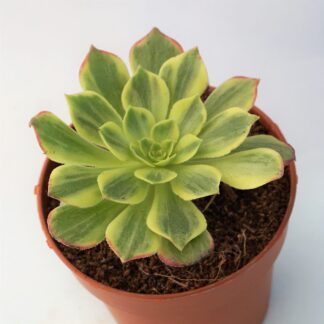 aeonium halloween variegata