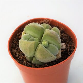 gibbaeum dispar
