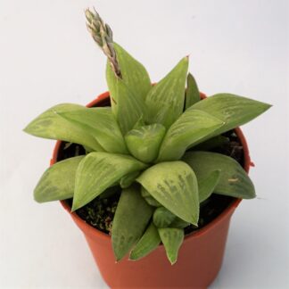 haworthia retusa geraldii