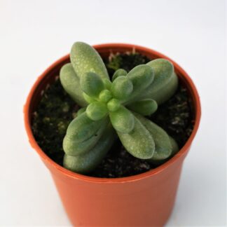 sedum hernandezii
