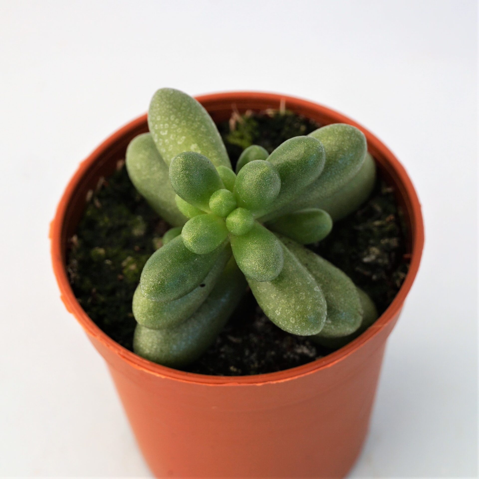 sedum hernandezii