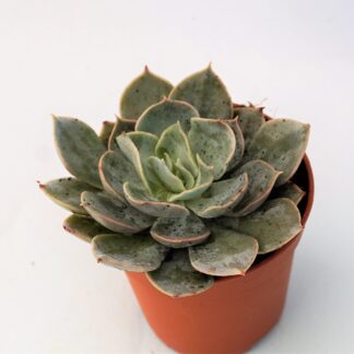 echeveria canadian