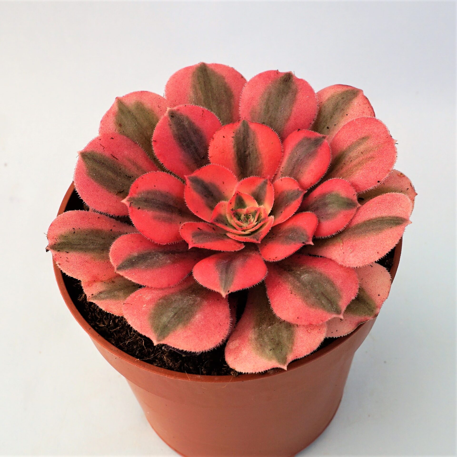 aeonium pink witch
