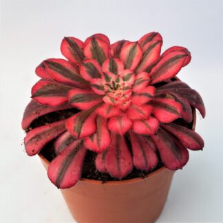 aeonium red copper
