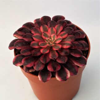 aeonium black copper