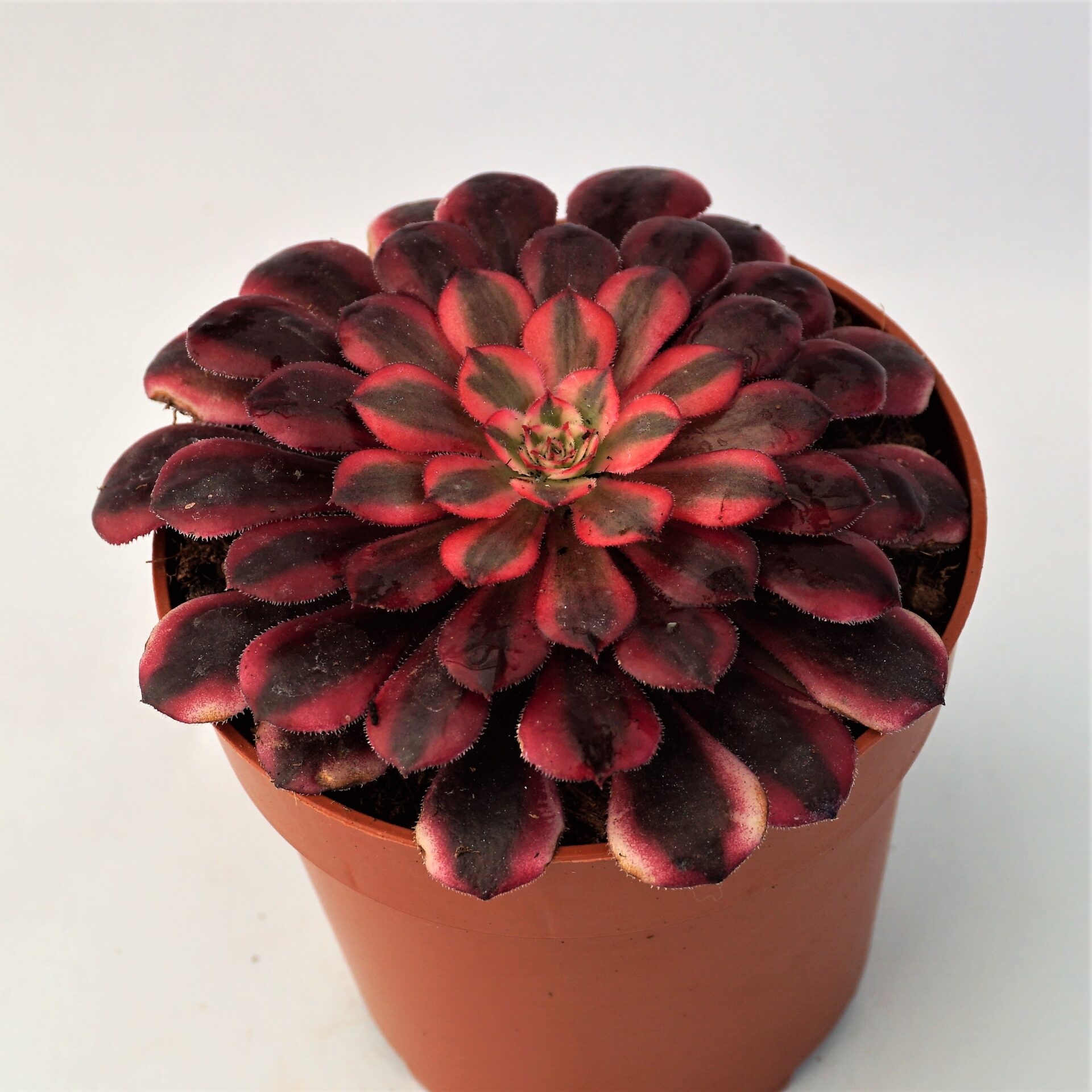 aeonium black copper