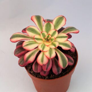 aeonium princess
