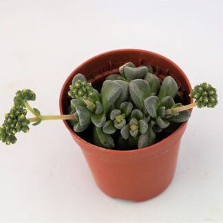 crassula fernwood