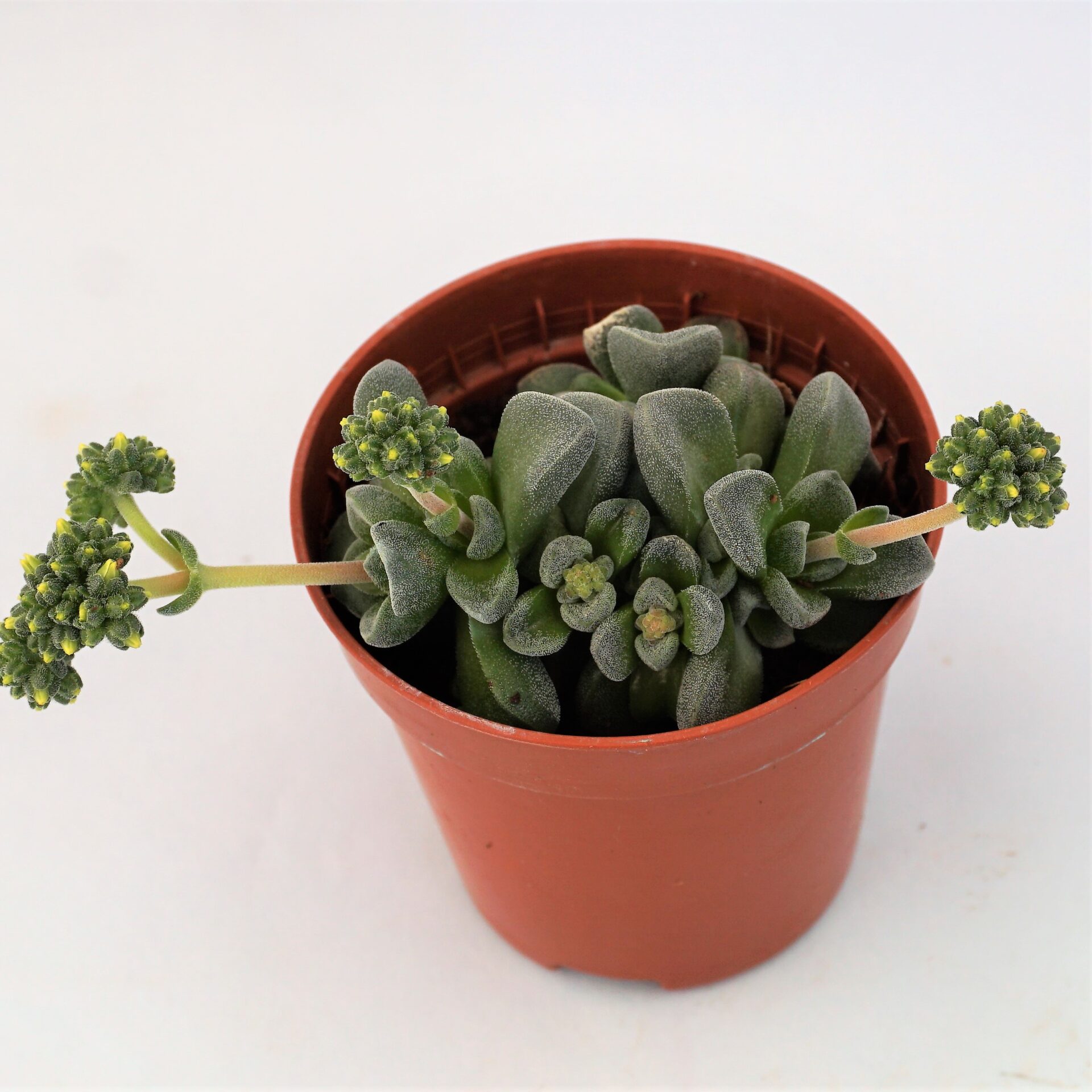 crassula fernwood