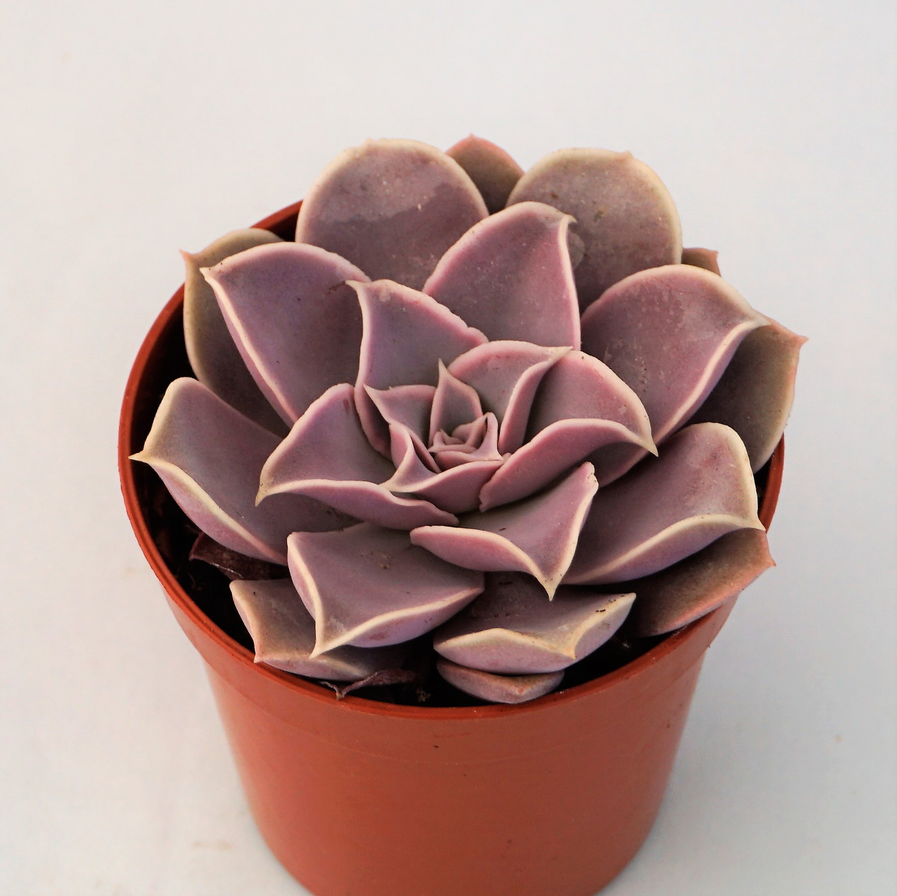 echeveria diffractens
