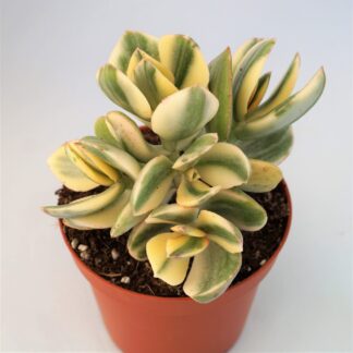 crassula ovata variegata