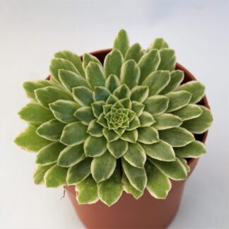 aeonium emerald ice