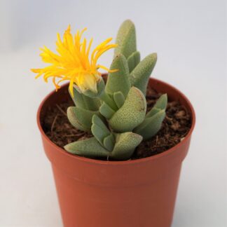 cheiridopsis borealis