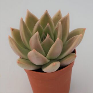 echeveria tobarensis x colorata