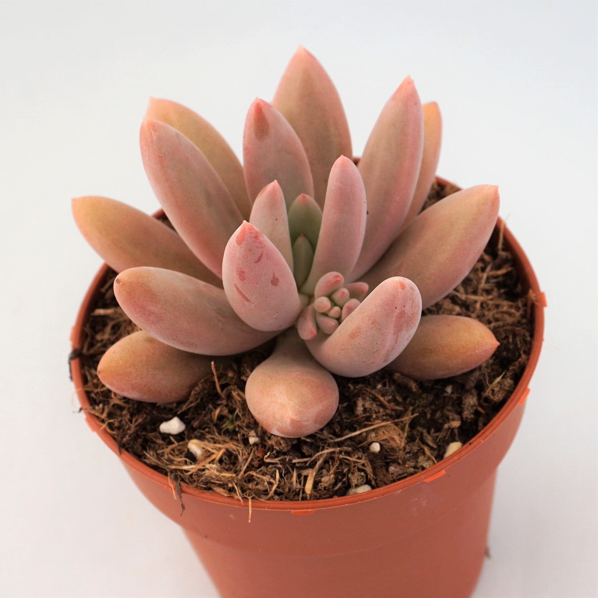 pachyveria alikate