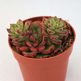 echeveria joan daniel