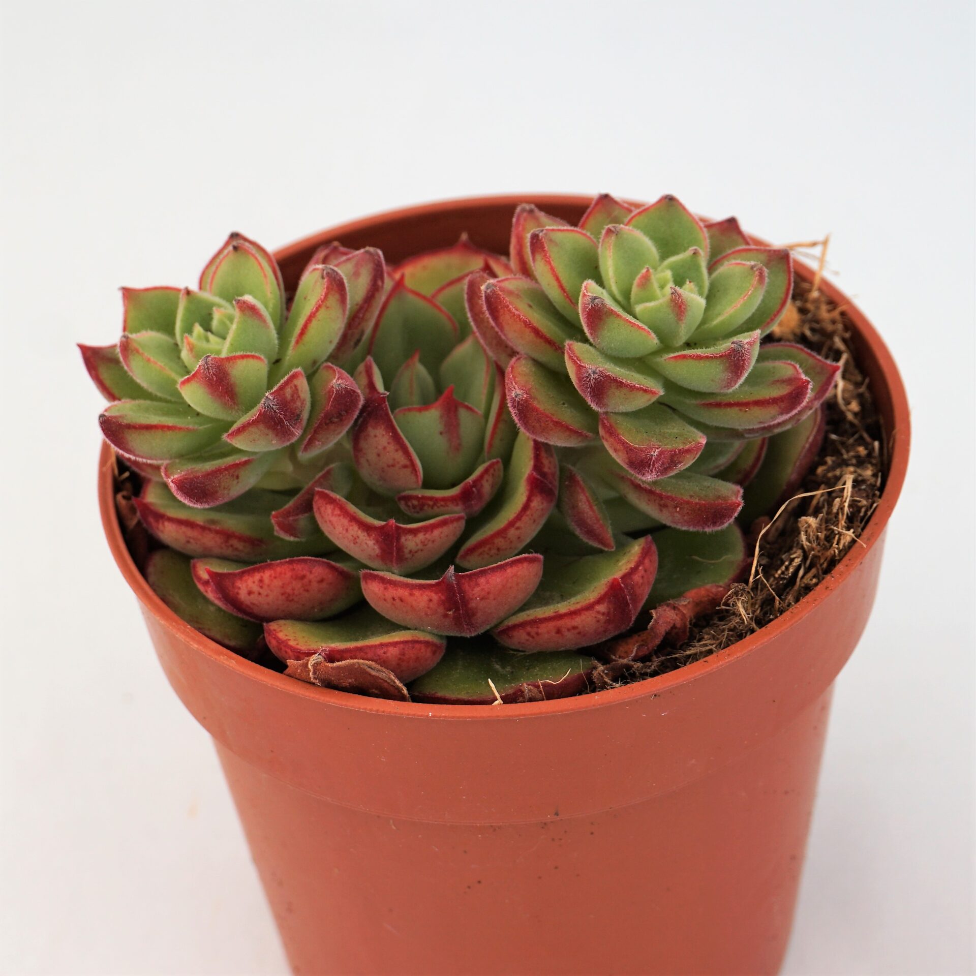 echeveria joan daniel