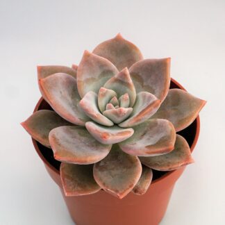 graptopetalum amarna