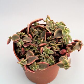 crassula pellucida marginalis variegata