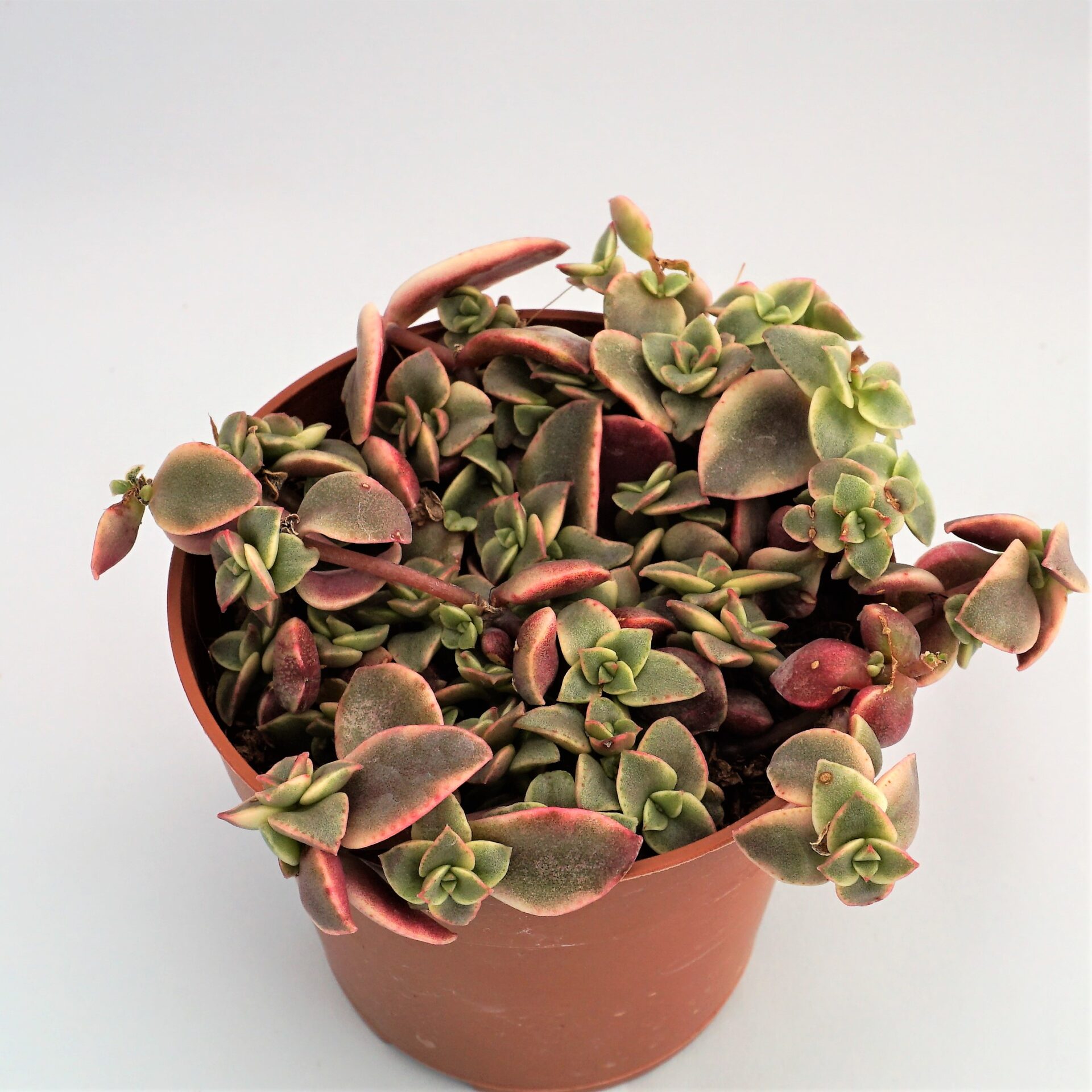 crassula pellucida marginalis variegata