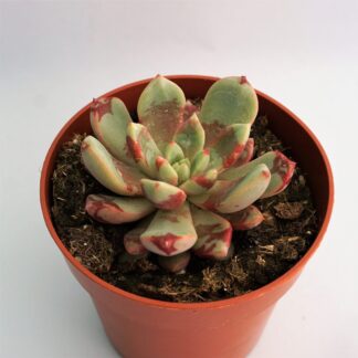 echeveria blood swallow