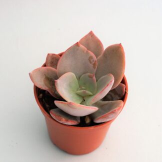 echeveria nivea