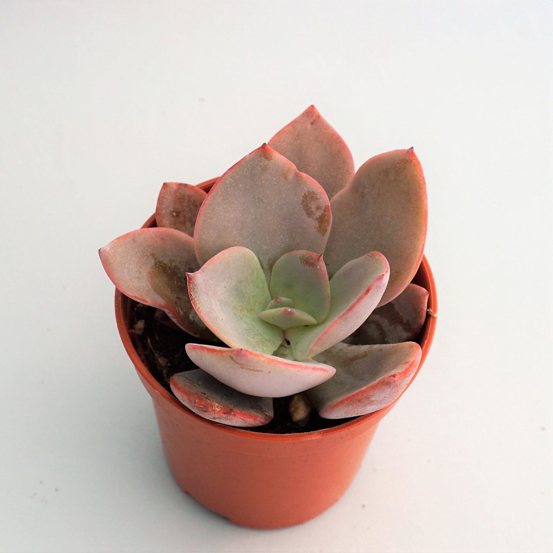 echeveria nivea