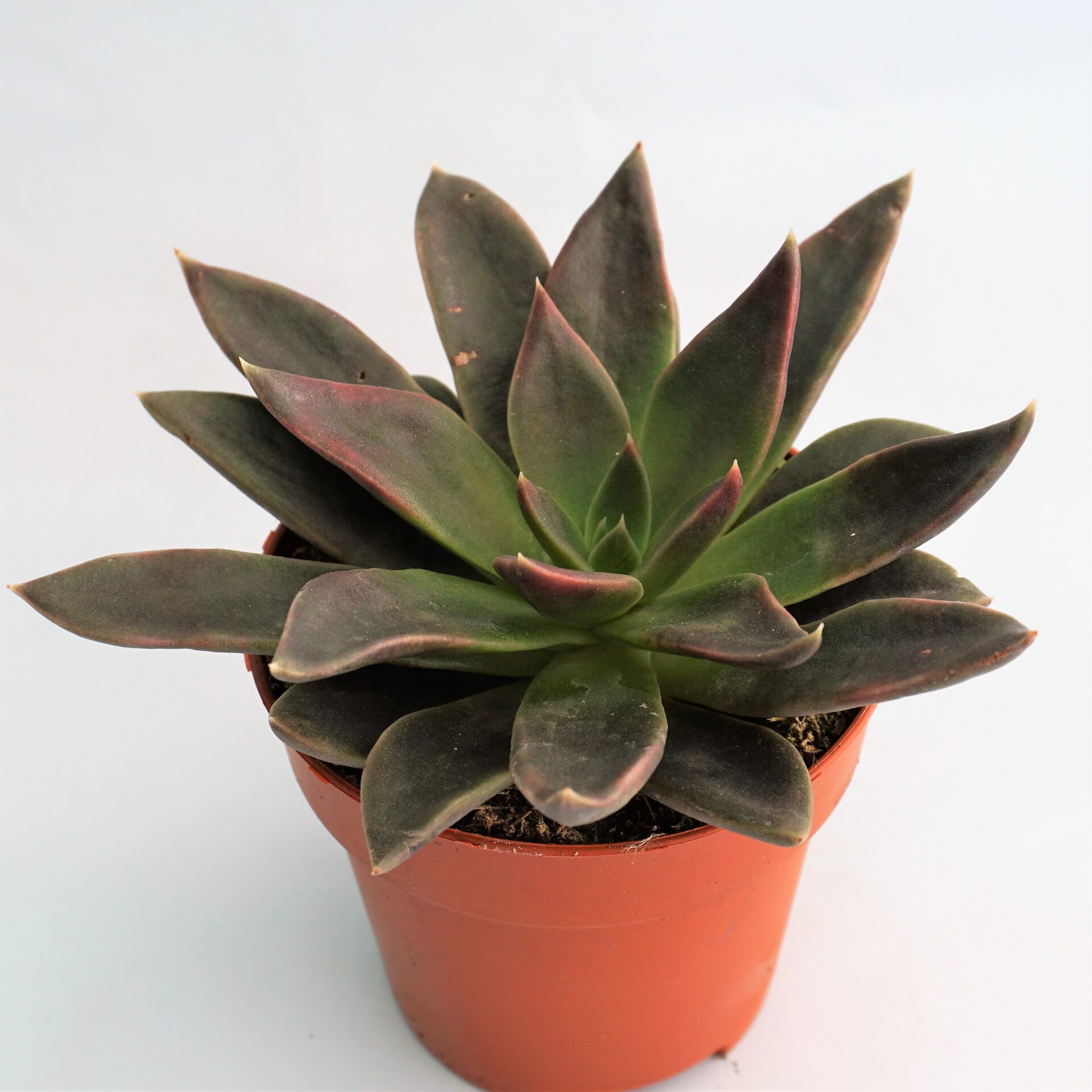 echeveria serrana