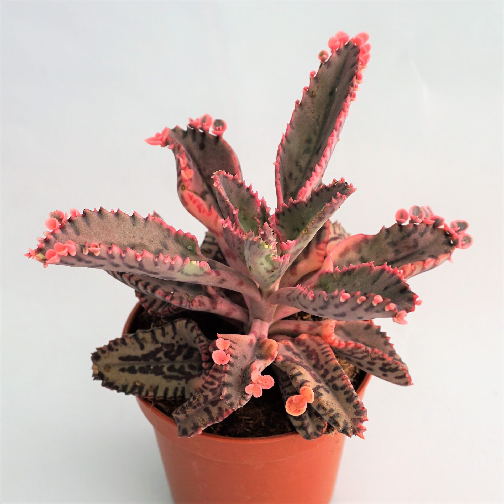 kalanchoe pink butterflies