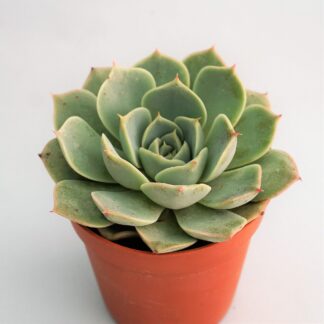 echeveria fleur blanc