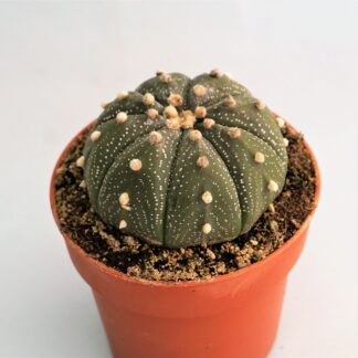 astrophytum asterias