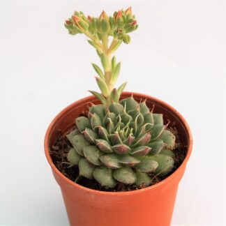orostachys fimbratum