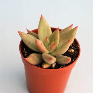 echeveria psyche