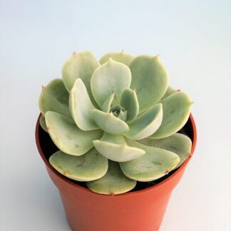 echeveria runyonii lucita