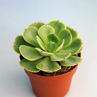 echeveria loves light