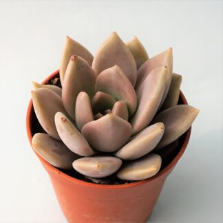 echeveria tobarensis x laui