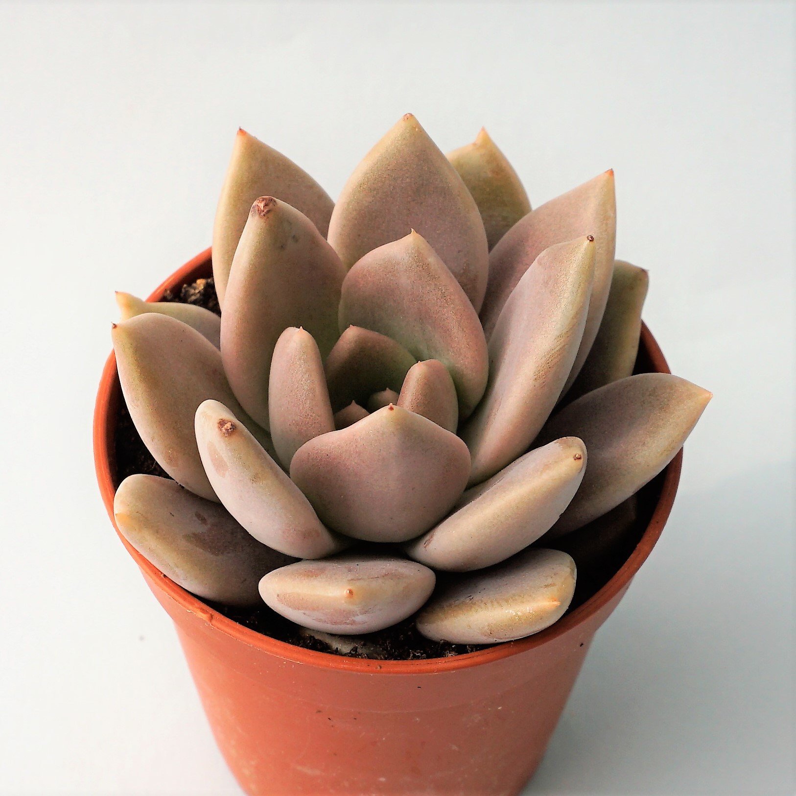 echeveria tobarensis x laui