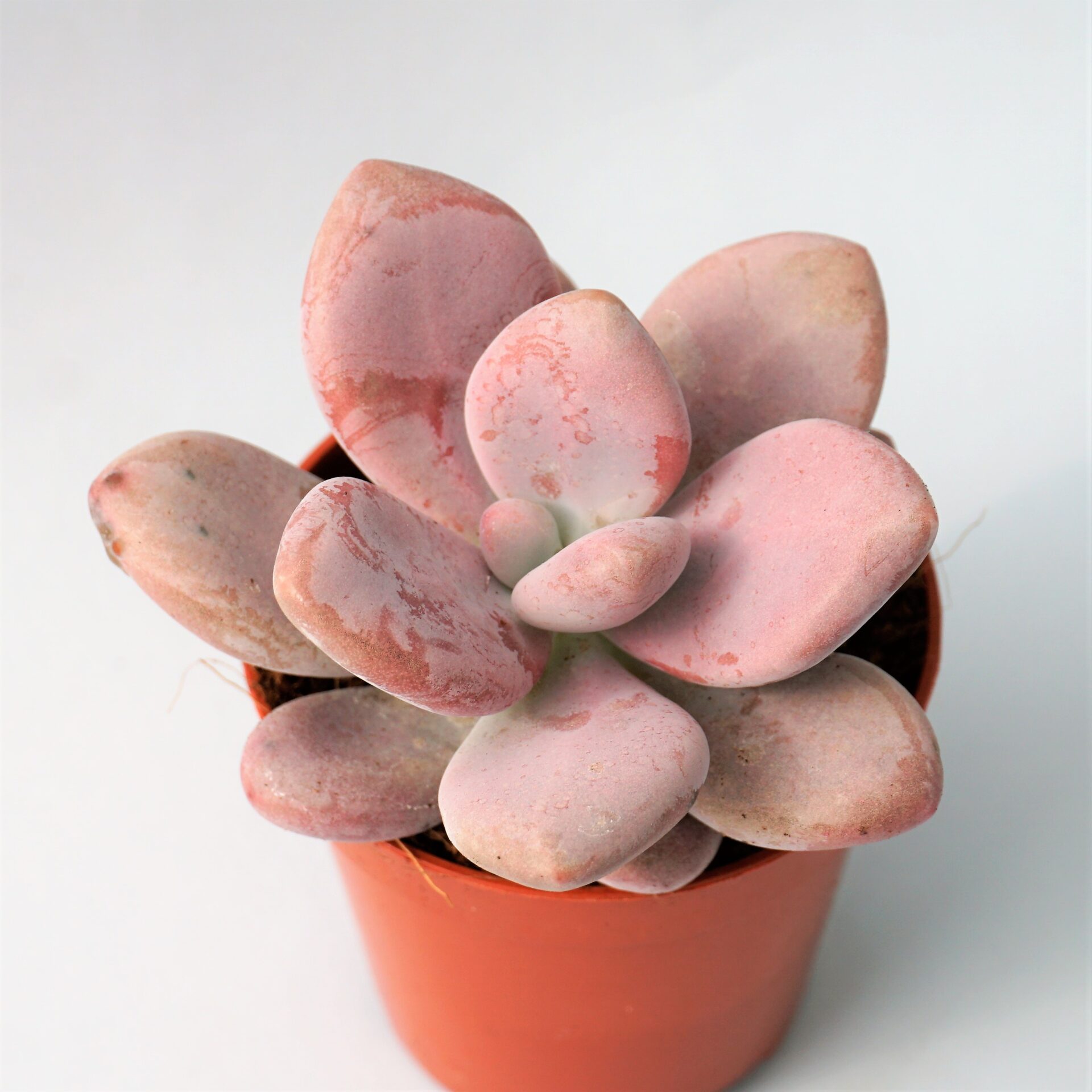 graptopetalum murasaki