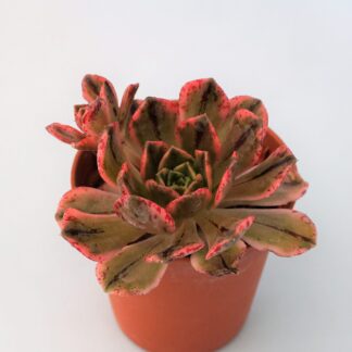 aeonium bronce medal variegata