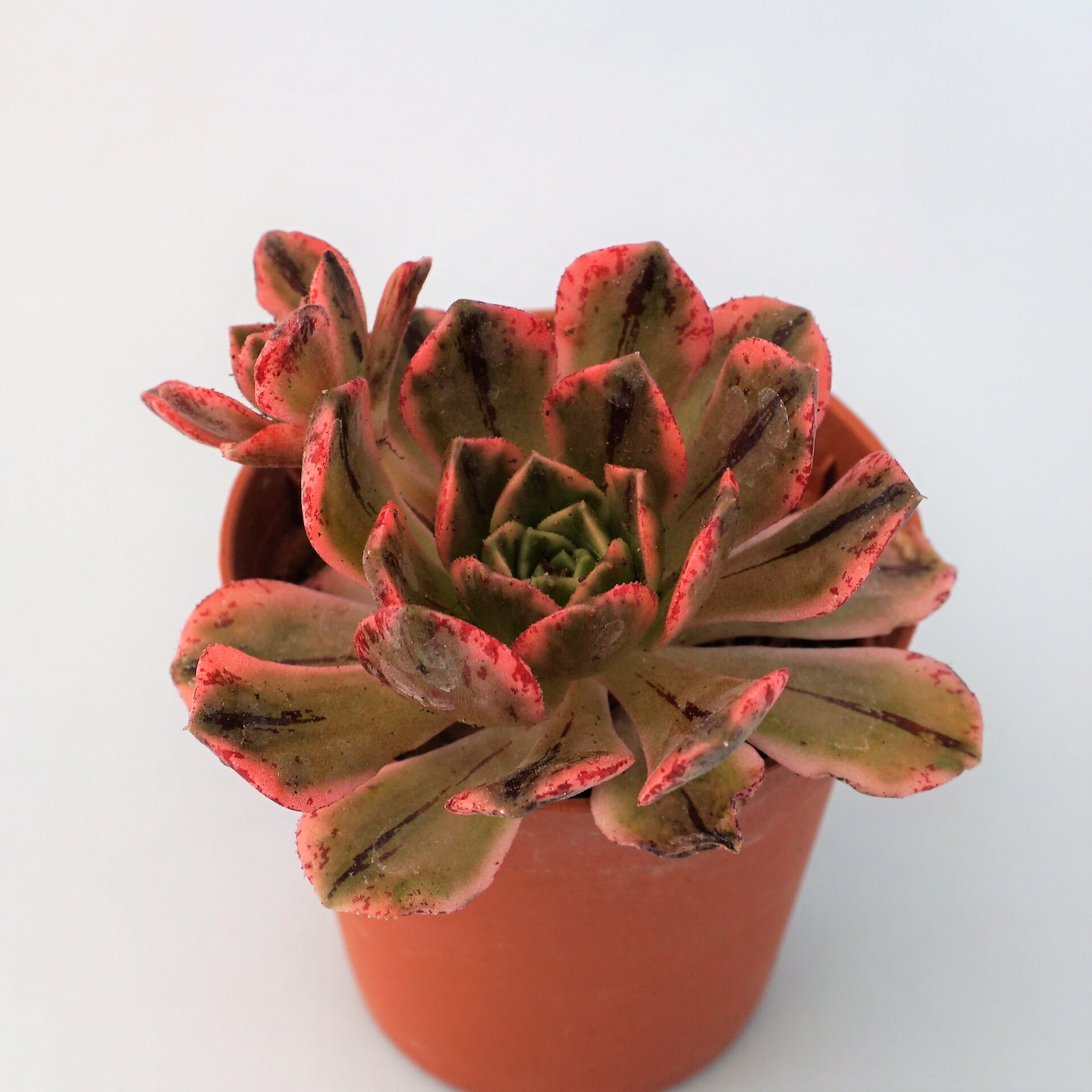 aeonium bronce medal variegata