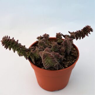 crassula capitella thyrsiflora