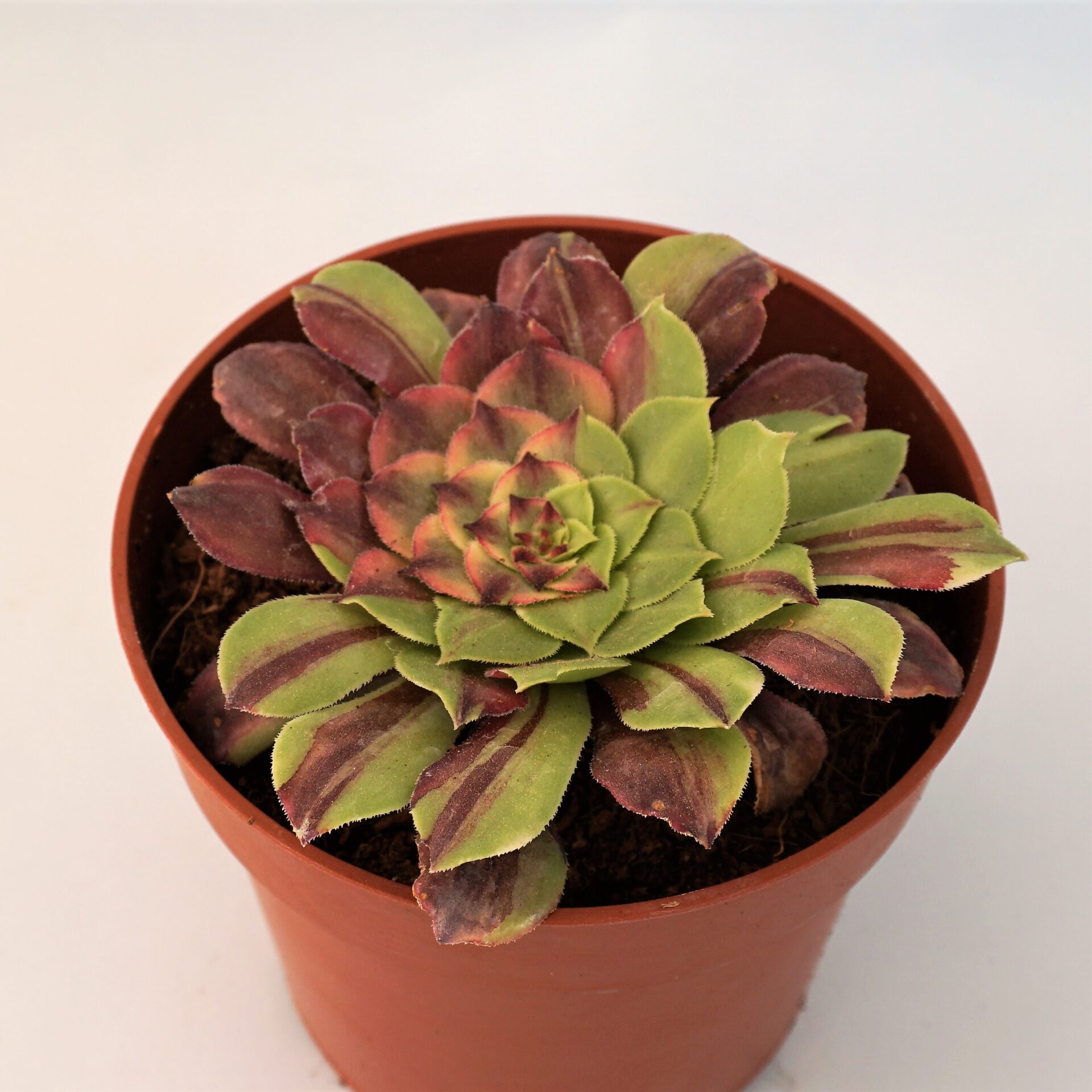 aeonium glow worm