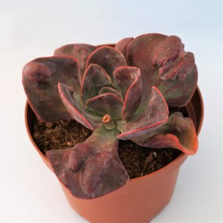 echeveria goiabinha carunculata