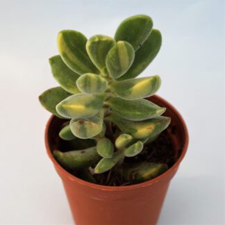 crassula rogersii variegata
