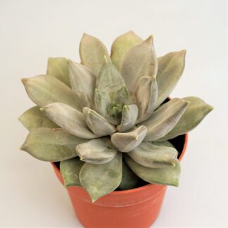 pachyveria compassion