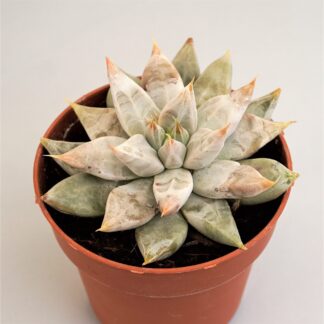 echeveria tolimanensis